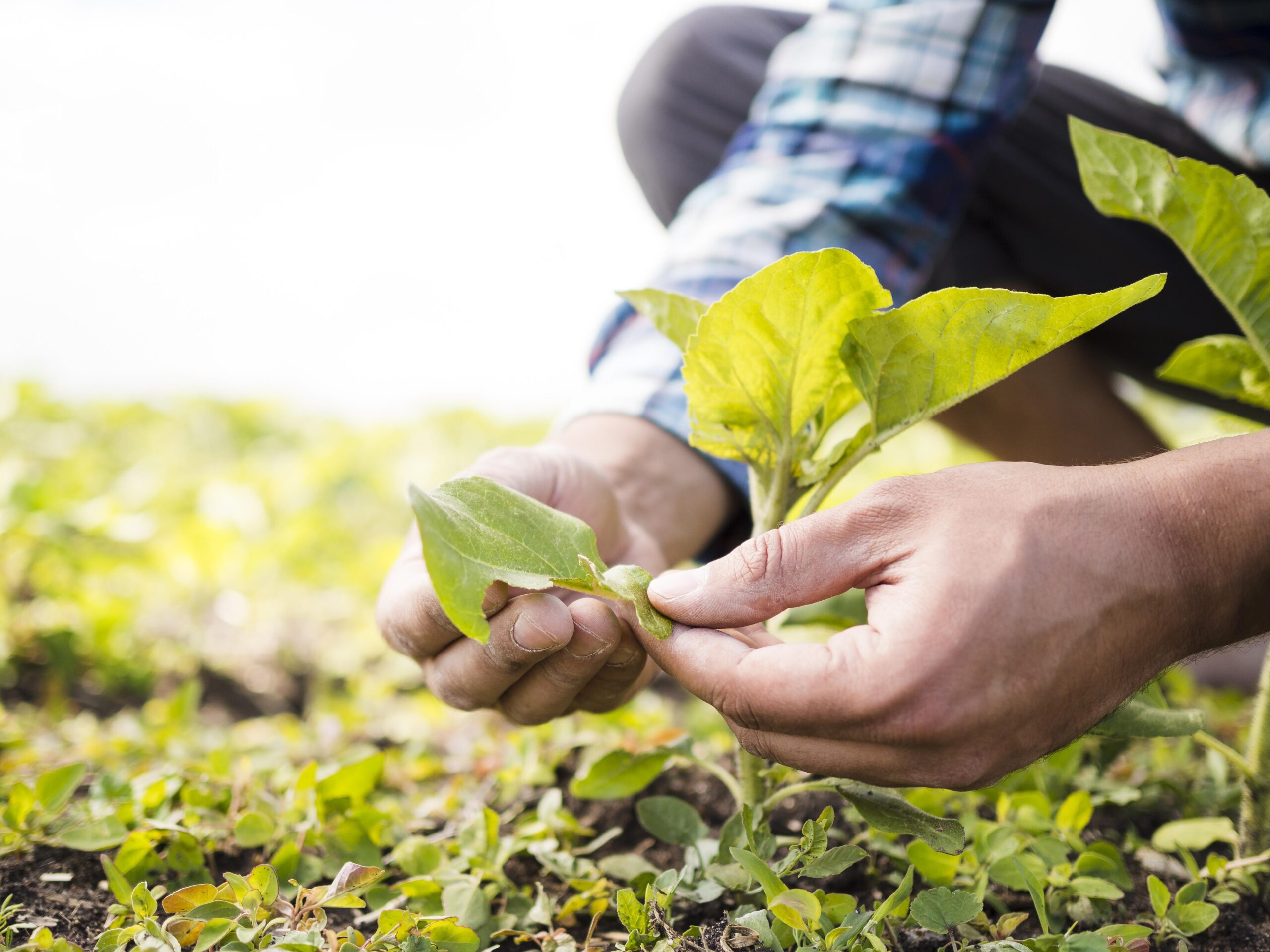 Ayudas a proyectos industriales en el sector agroalimentario (PERTE Agroalimentario, año 2024)